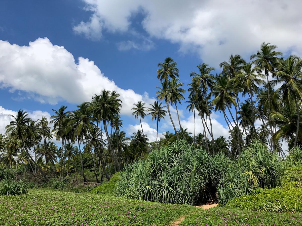 Green Parrot Beach Resort Tangalle Eksteriør bilde